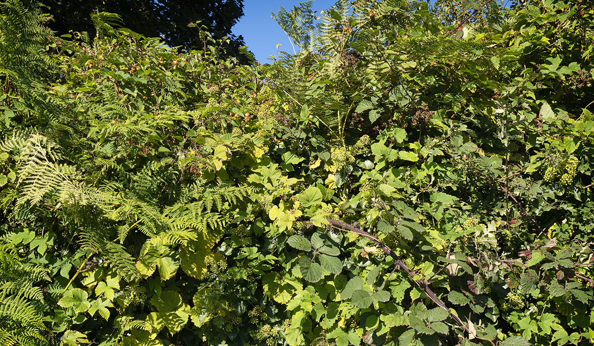 A rural hedge on a sunny September day. The hedge contains all sorts of young trees, bushes, brambles, ferns and various creepers, including ivy and wild hops. ©Linda Steward
