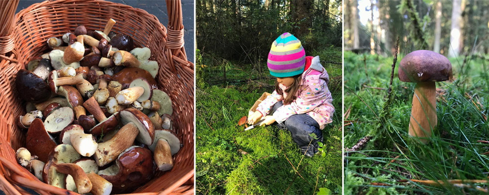 Composite image of wild mushrooms and a child picking mushrooms