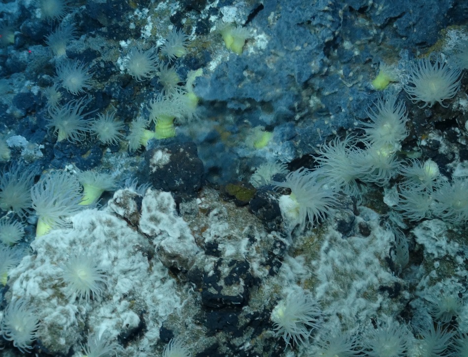 Actinostolid anemones and mats of filamentous bacteria. © University of Southampton.