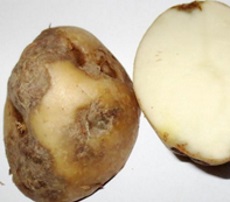 Potato with blight