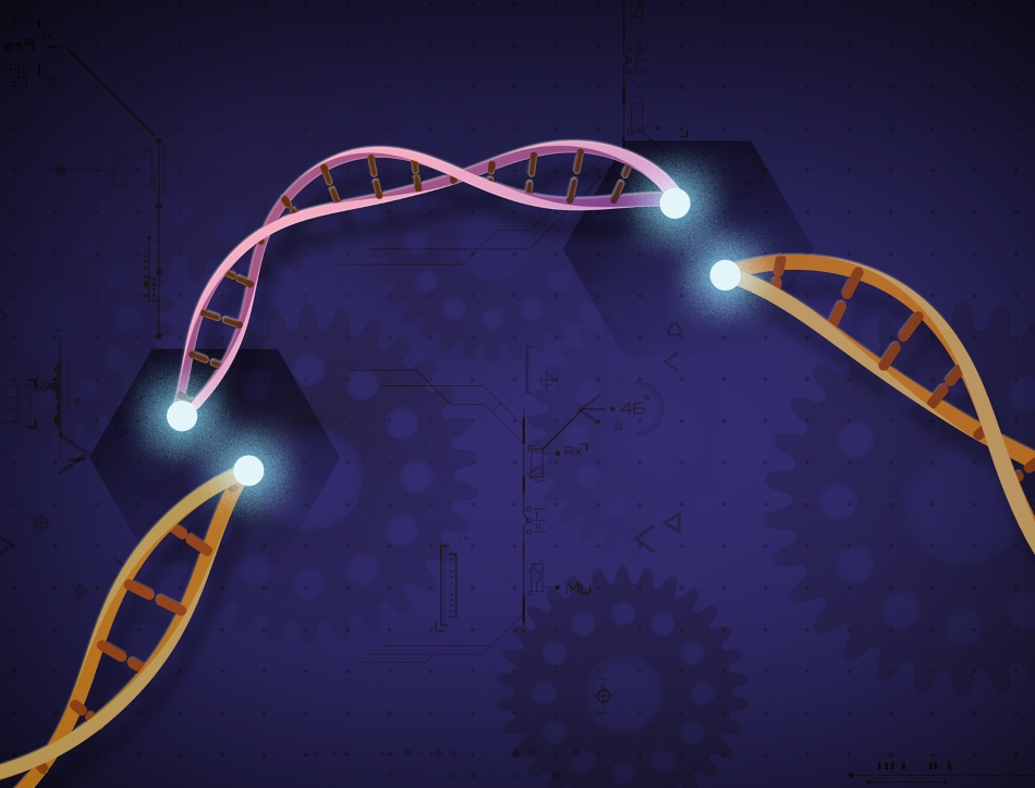 Visualisation of DNA being edited