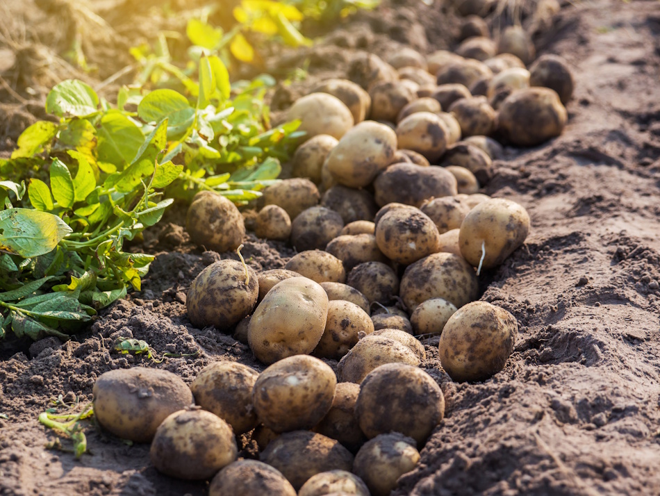Potatoes on the ground covered in soil