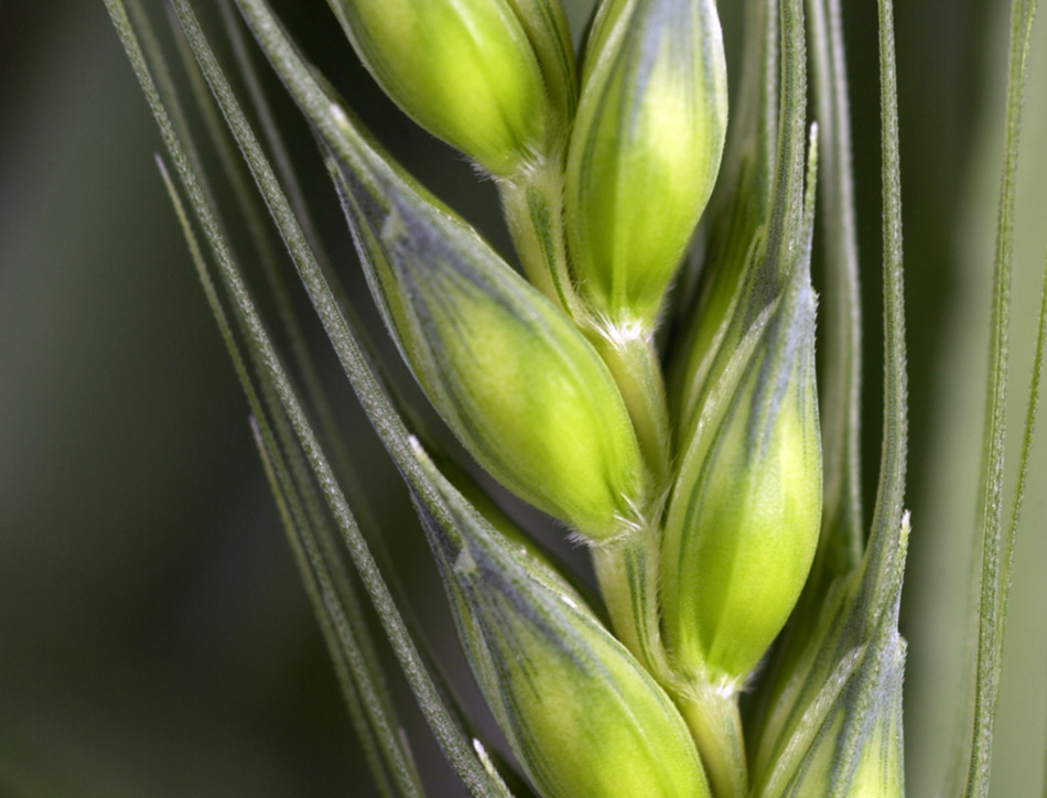 Genetically modified (GM) plants: questions and answers | Royal Society
