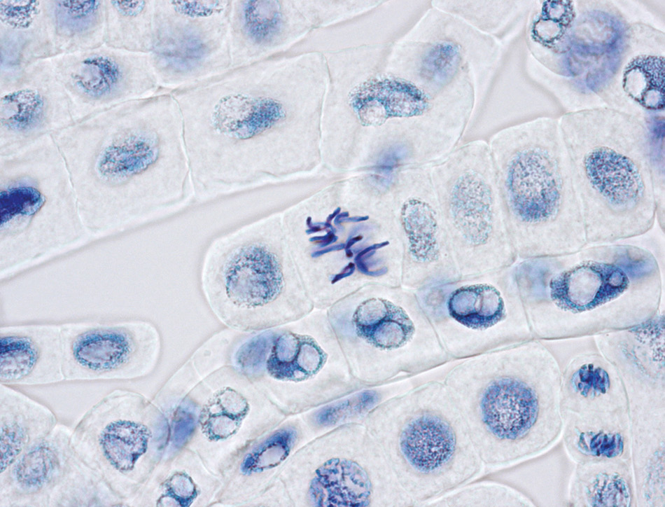 Onion root tip cells. Copyright Alan John Lander Phillips