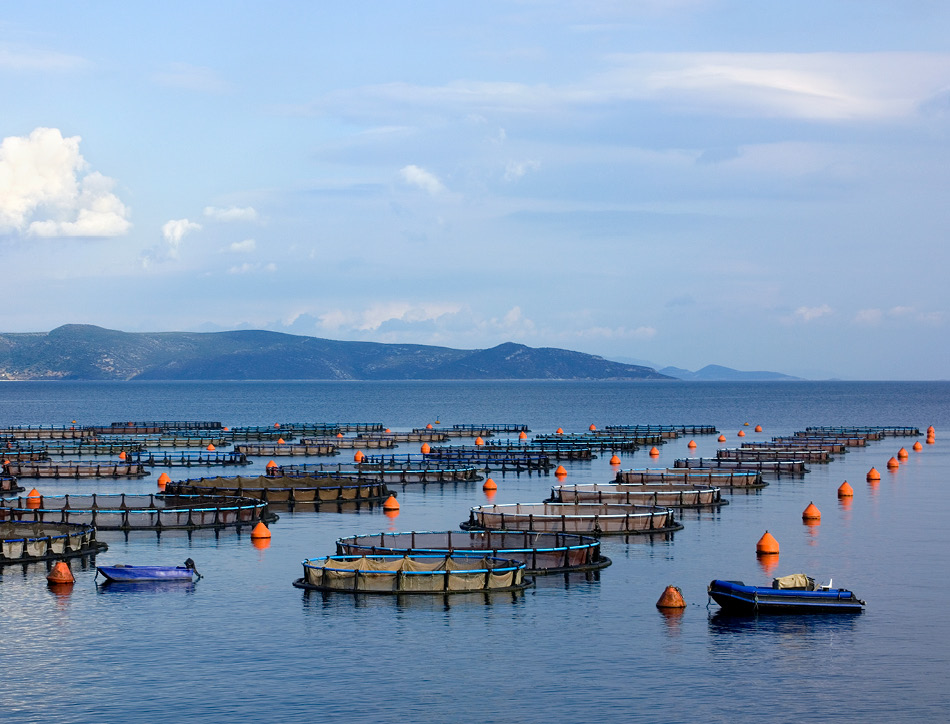Sea fish farm. Copyright Takis Milonas