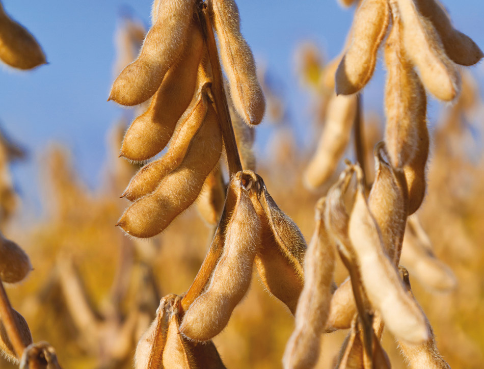 Soybeans. Copyright Ghornephoto