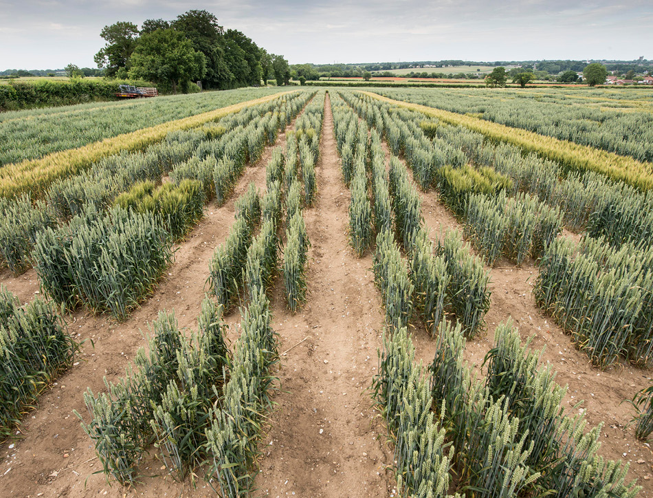 Wheat field trials. Copyright John C Innes Centre