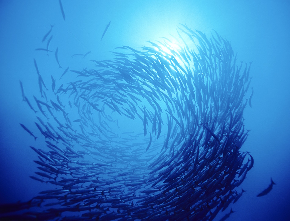 Image showing a fish stock in the ocean filmed from below