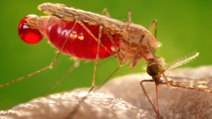 mosquito full of blood