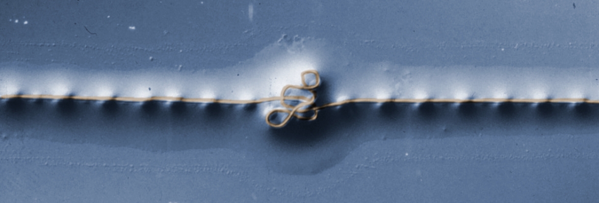 Zoomed in view of capture spiral thread from a spider web, showing coiled up core fibre within a sticky coating to catch prey. Credit: Oxford Silk Group