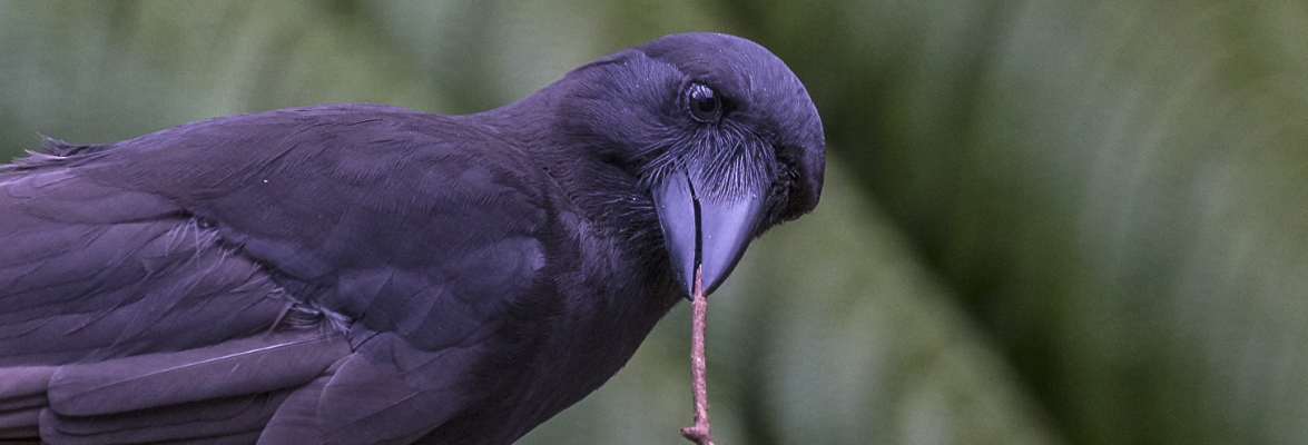 A captive Hawaiian crow using a stick tool to extract food from a wooden log. Hawaiian crows have relatively straight bills and highly mobile eyes that may aid their handling of bill-held tools. Credit: Ken Bohn / San Diego Zoo Global.