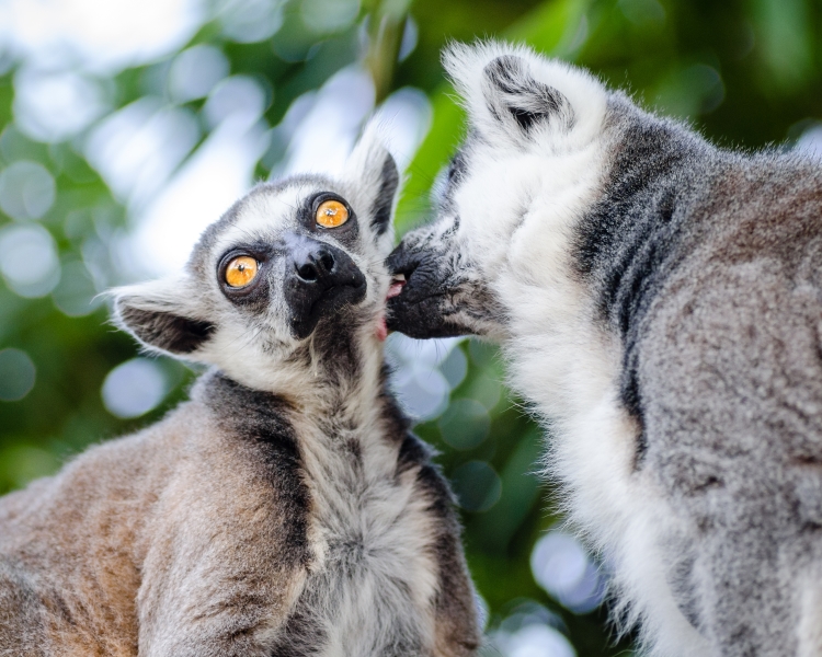 How do pheromones affect animal behaviour? Credit: Mathias Appel