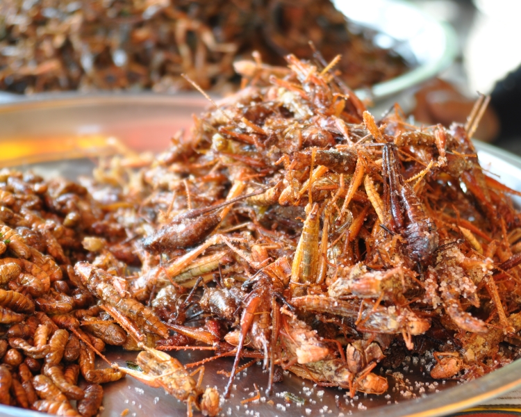 Is insect protein the future? Image credit flickr.com- shankars CC BY 2.0