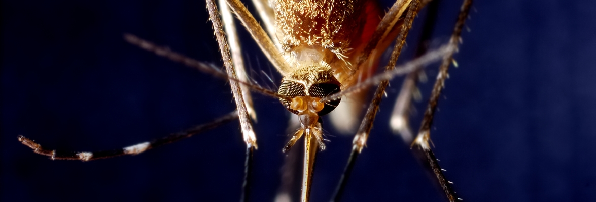 Oxford scientists could hold the key to the world’s first effective malaria vaccine. Credit: CHBD