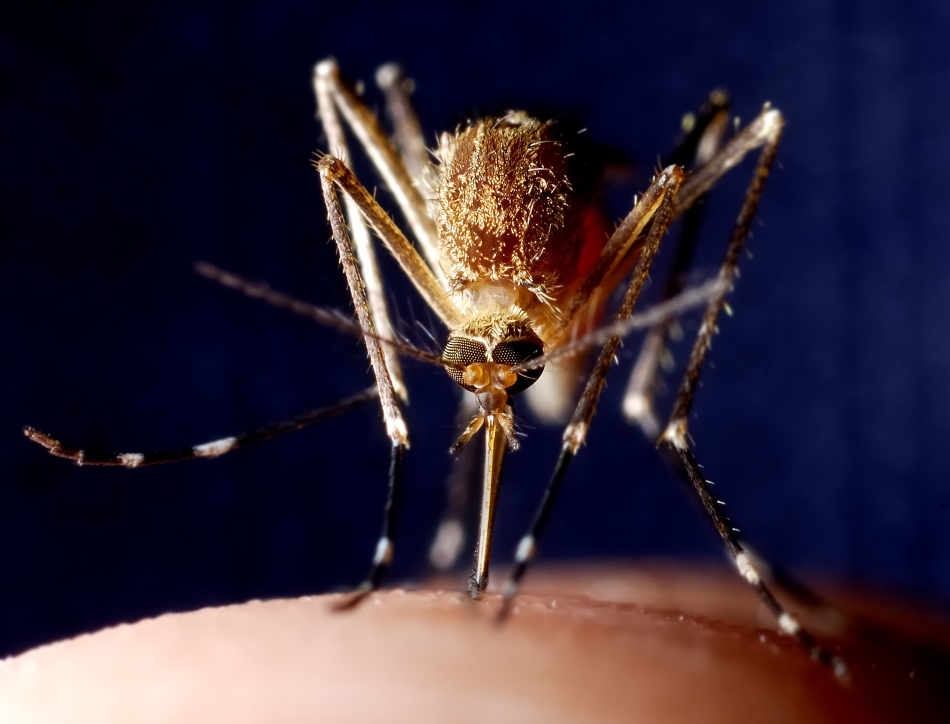 Oxford scientists could hold the key to the world’s first effective malaria vaccine. Credit: CHBD