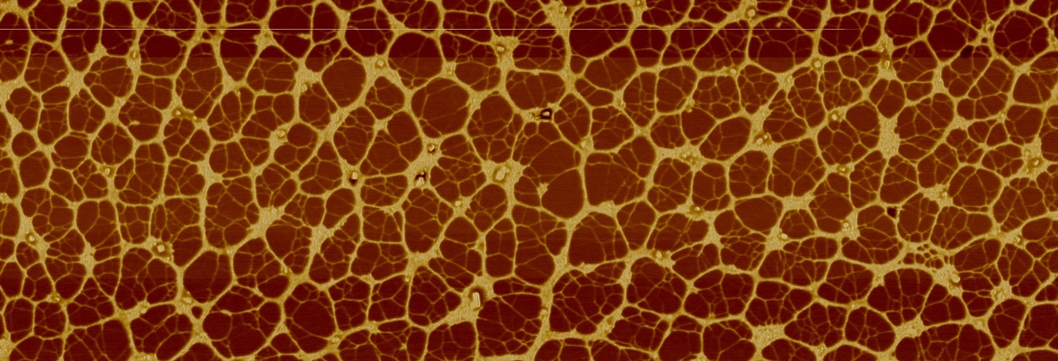 Networks of a protein (fibronectin) form when adsorbed onto certain biomaterials.
