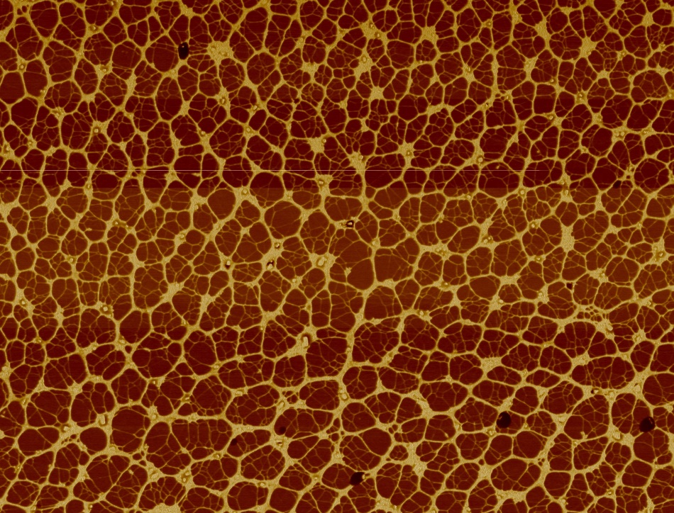 Networks of a protein (fibronectin) form when adsorbed onto certain biomaterials.