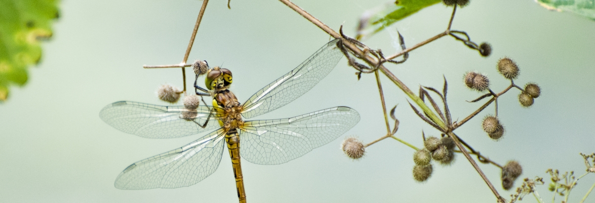 The sensory wings and visual tracking of dragonflies are providing bioinspired solutions for engineers and scientists today. Credit: Marsel Minga