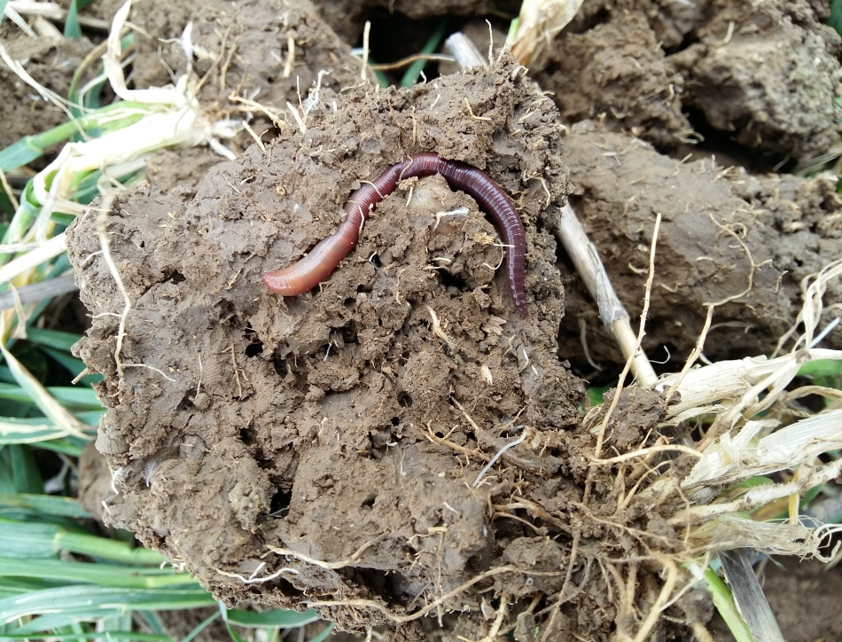 Worms: ecosystem engineers in action. Credit: Jacqueline Stroud