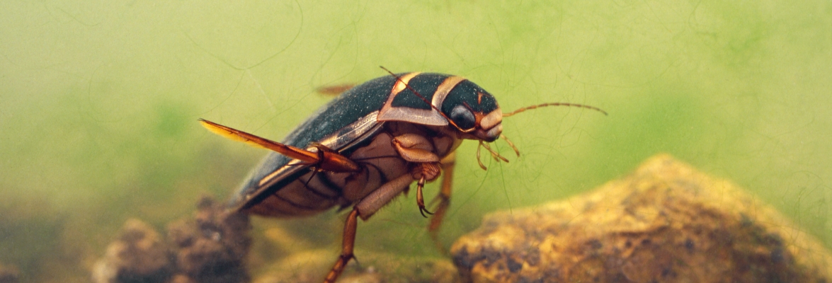 A Great Diving Beetle in a pond. Not enough is yet known about the impact of climate change on these habitats, but this exhibit shows how a school in the UK is at the forefront of freshwater ecosystem research. Credit: Ocs_12