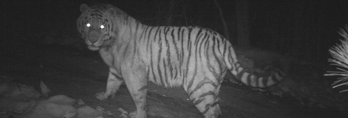 Camera trap image of an Amur tiger. Credit: ZSL