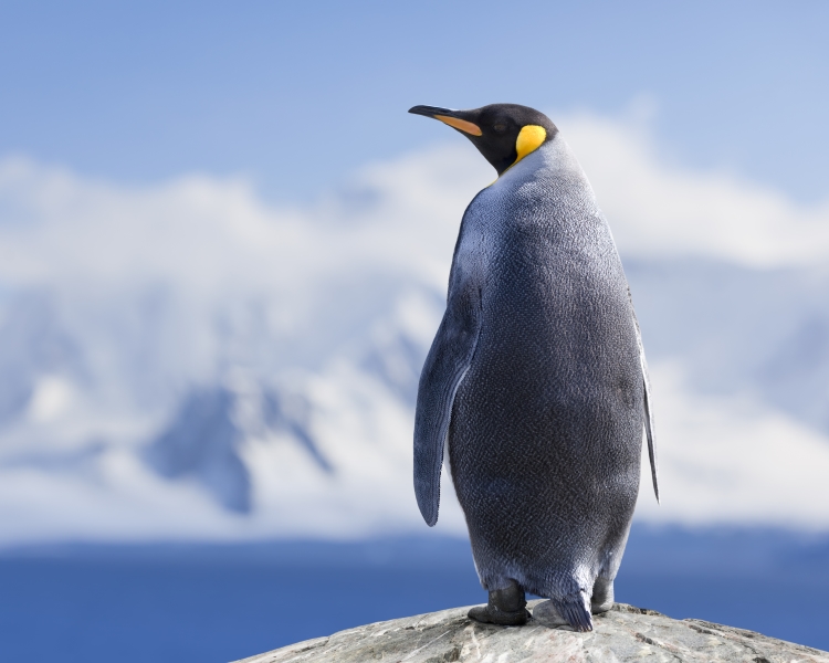 Emperor penguin standing on a rock