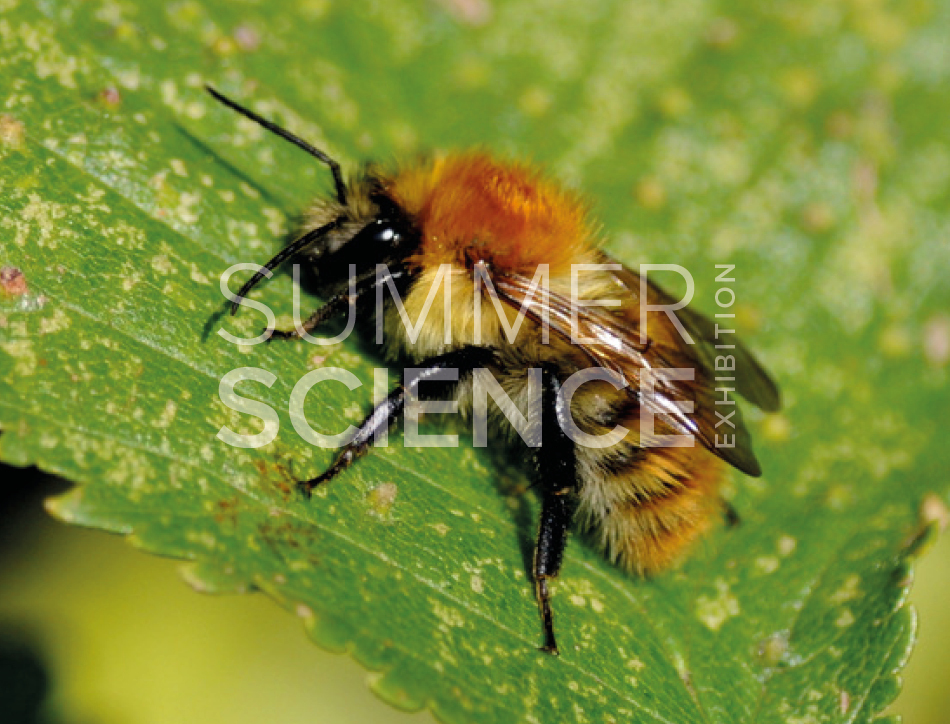 Summer Science Exhibition: a bee landed on a leaf