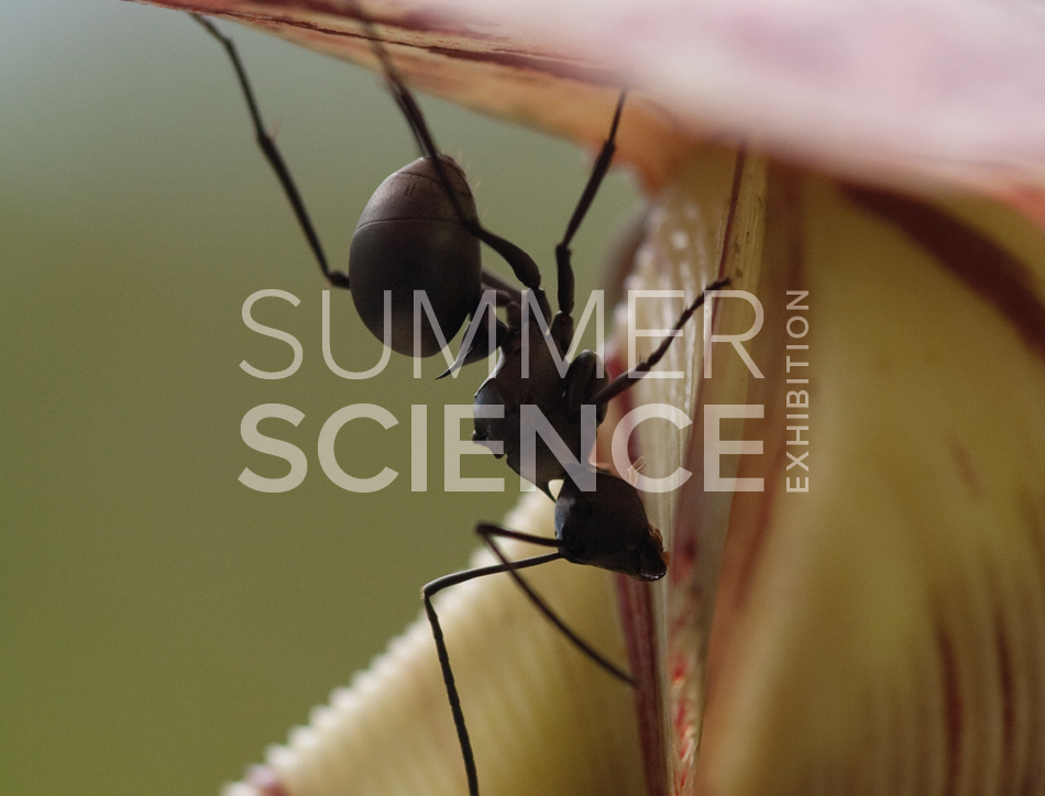 Summer Science Exhibition: an ant on the lip of a pitcher plant