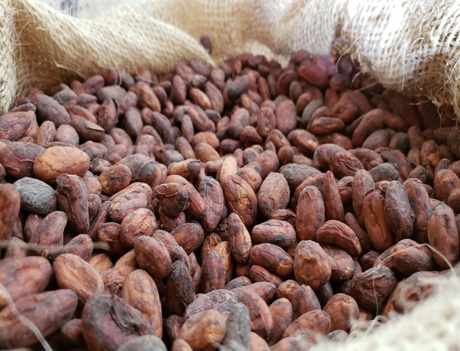 Cacao beans on their way to the Chocolatier