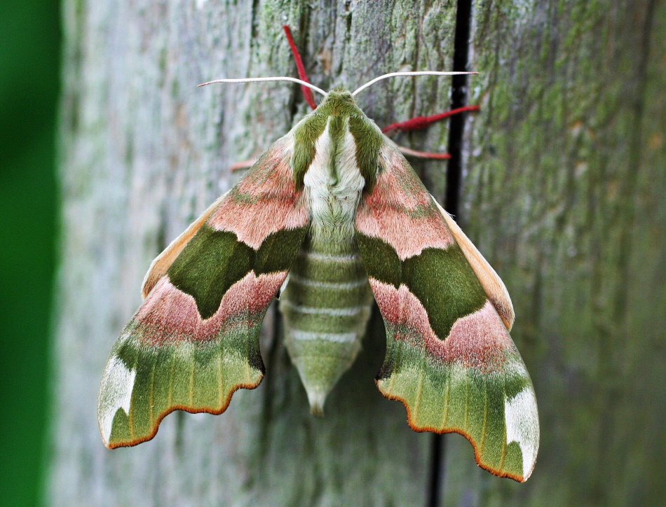  lime hawkmoth (Mimas tiliae)