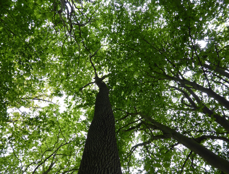 Ash tree viewed from the ground.