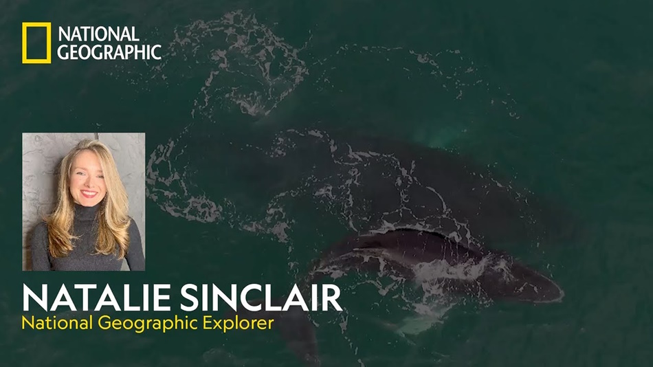 Promotional card for Natalie Sinclair - National Geographic Explorer, with a humpback whale in the background.