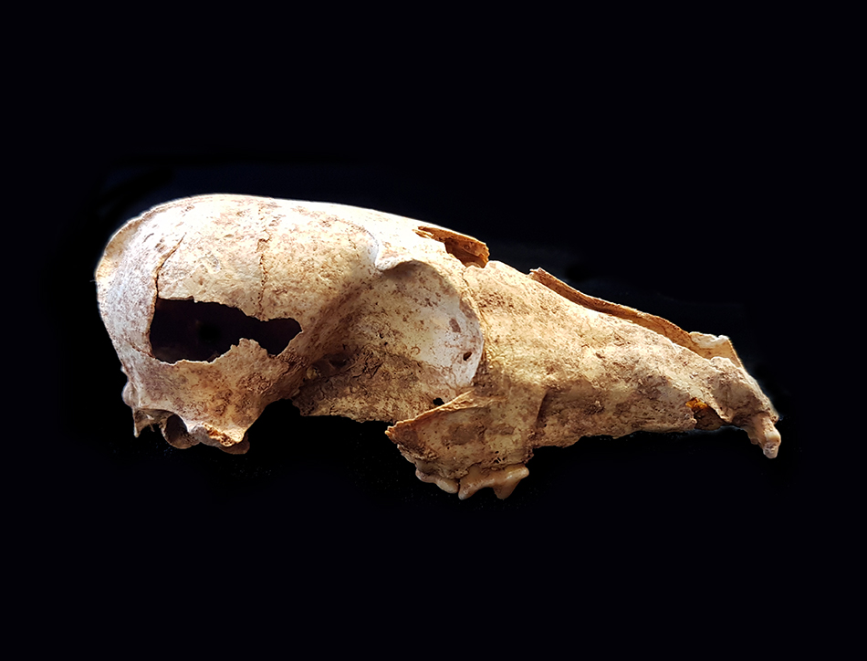 Arctic fox skull