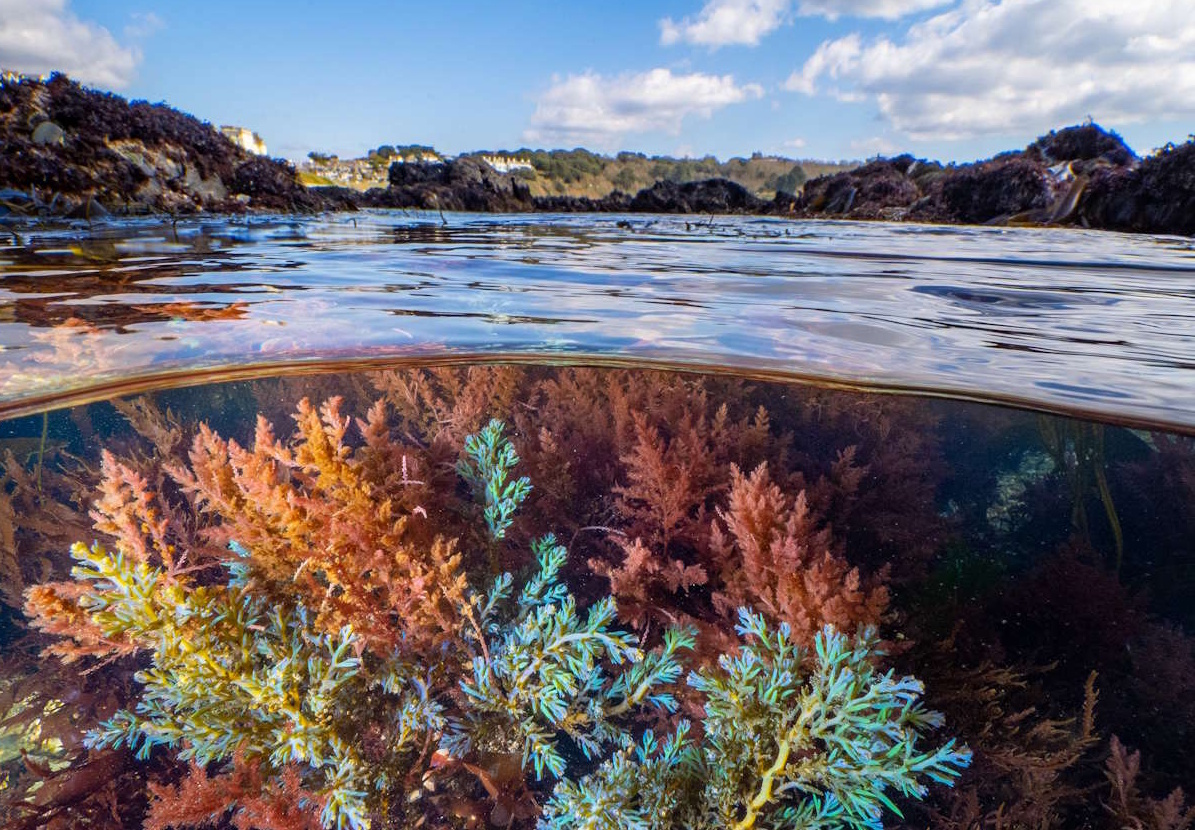 Shallow coastal water with algae visible beneath the surface