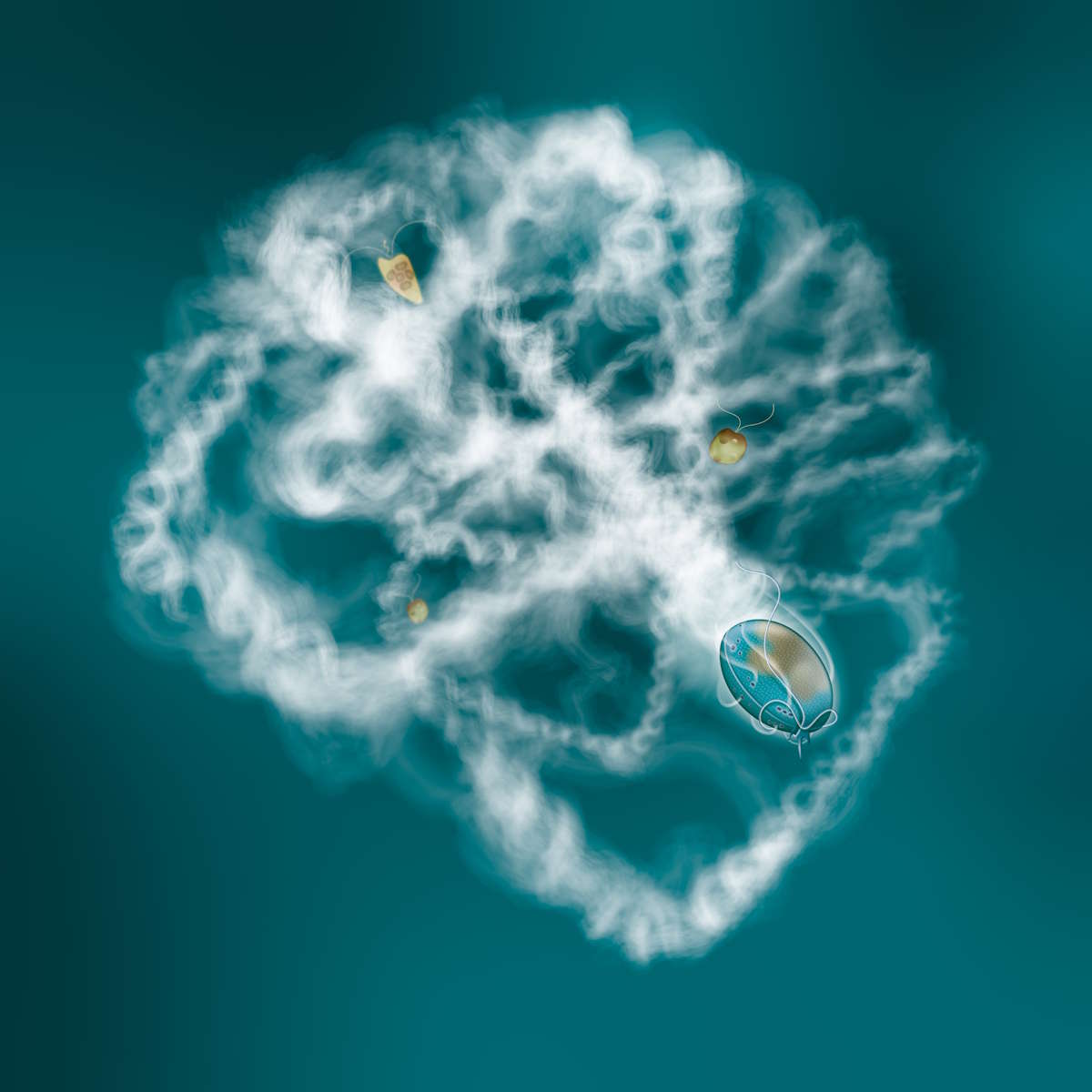 Offensive sea-snot forming Prorocentrum