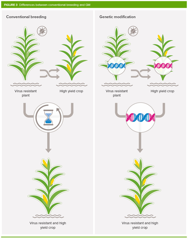 How does GM differ from conventional plant breeding? | Royal Society