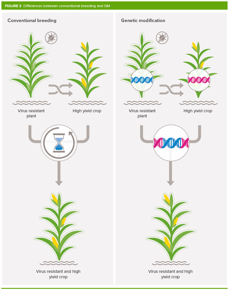 What are GM crops and how is it done?