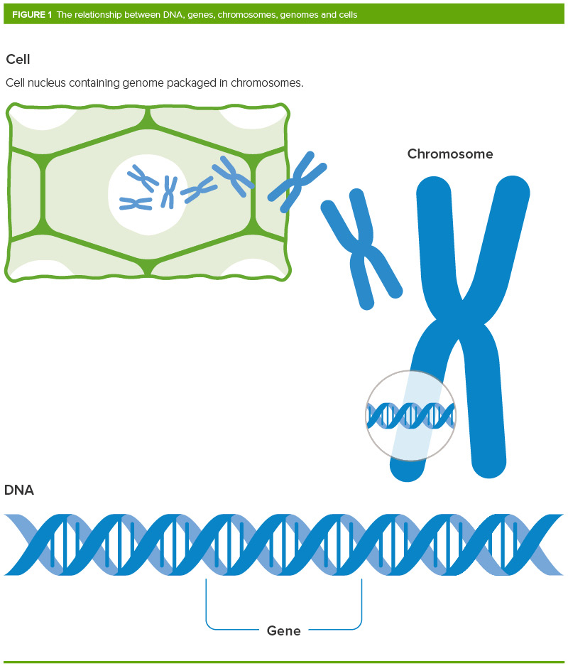 Genetic Modification / Genetic Modification Many Answers / Genetic modification, also referred to as genetic engineering, refers to the process of changing the dna of a living organism with the aim of altering its characteristics.