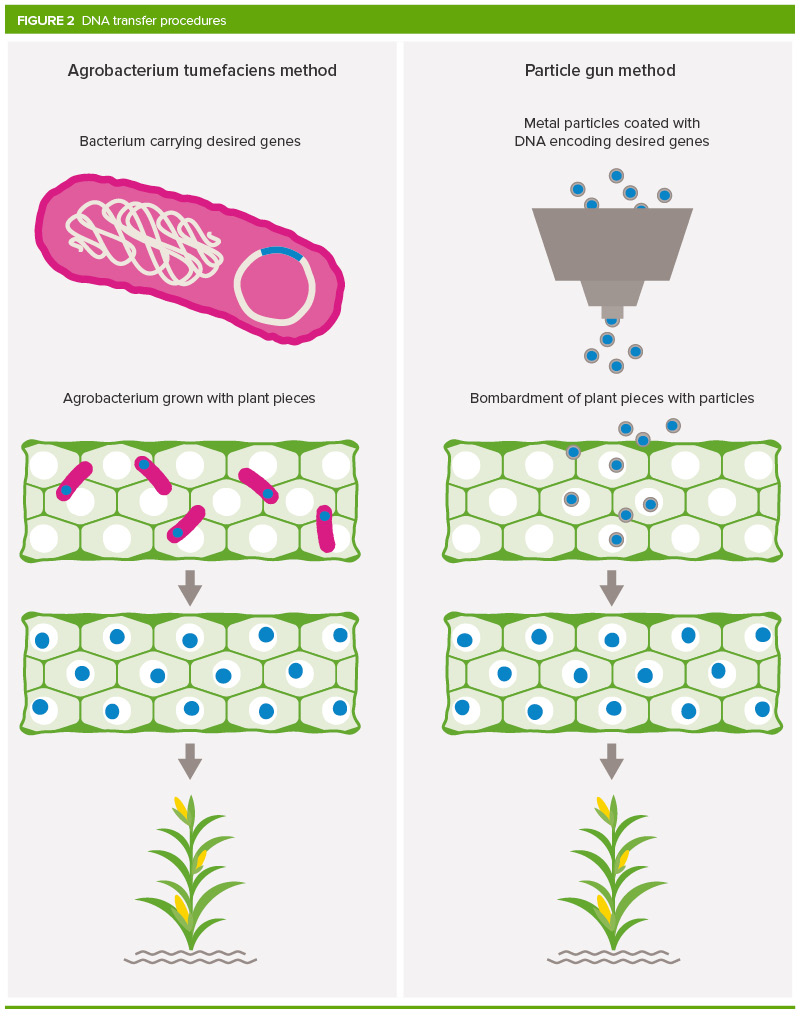 What are GM crops and how is it done?