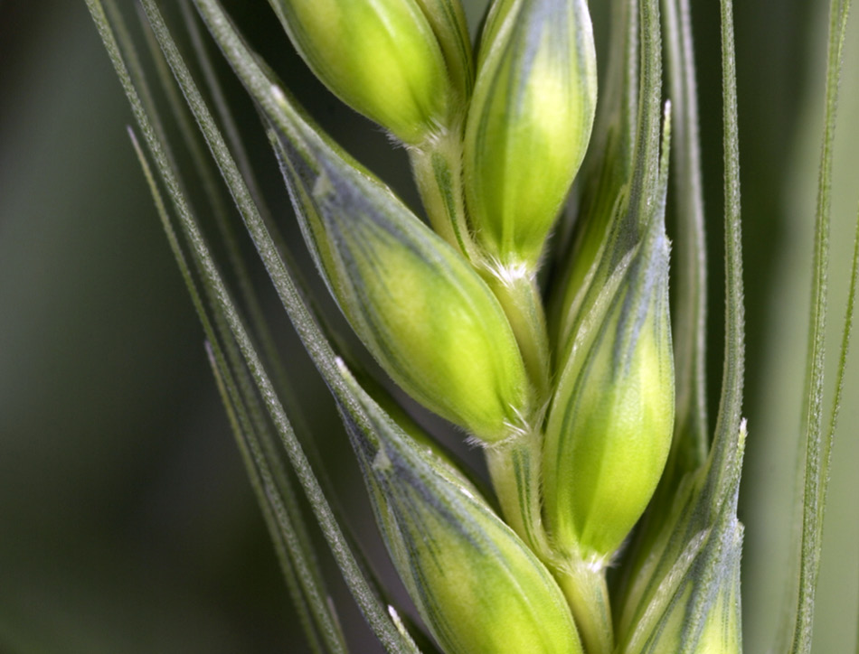 genetically modified gm plants questions and answers royal society